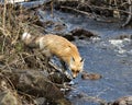 Red Fox Photo Stock. Fox Image. Close-up profile view standing on moss rocks by the water rapids in the spring season with blur Royalty Free Stock Photo