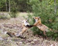 Red Fox Photo Stock. Fox Image. Foxes trotting, playing, fighting, revelry, interacting with a behaviour of conflict in their