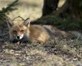 Red Fox Photo Stock. Fox Image. lying down on grass with a blur background in the springtime season and looking at camera in its Royalty Free Stock Photo