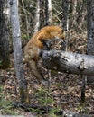 Red Fox Photo Stock. Fox Image. Jumping on a log in the forest with blur forest background in its environment and habitat. Picture