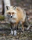 Red Fox Photo Stock. Fox Image. Unique fox close-up profile front view and looking at camera in the spring season in its