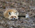 Red Fox Photo Stock. Fox Image. Unique Fox. Resting and looking at camera in the spring season in its environment and habitat with