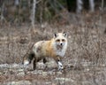 Red Fox Photo Stock. Unique fox close-up profile running to you in the spring season in its environment and habitat with blur