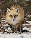 Red Fox Photo Stock. Unique fox close-up profile walking towards you and looking at camera in the winter season in its environment Royalty Free Stock Photo
