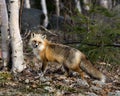 Red Fox Photo Stock. Unique fox standing by a birch tree and blur forest background in the spring season in its environment and