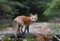 A Red fox in pine tree forest with a bushy tail standing on a log looking back at me in the forest in autumn in Algonquin Park, Ca Royalty Free Stock Photo