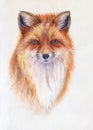 Red fox portrait. Watercolor illustration. Hand drawn animal on white Royalty Free Stock Photo