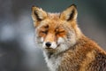 Red fox Royalty Free Stock Photo