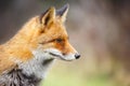 Red fox Royalty Free Stock Photo