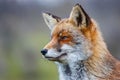 Red fox Royalty Free Stock Photo