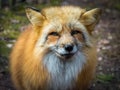 Red fox portrait close up Royalty Free Stock Photo