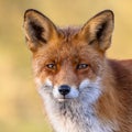 Red fox portrait