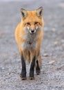 Red fox portrait with grey background Royalty Free Stock Photo