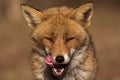 Red fox portrait Royalty Free Stock Photo