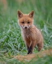 Red Fox Portrait Royalty Free Stock Photo