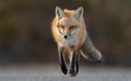 Red Fox Portrait Royalty Free Stock Photo