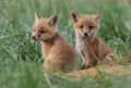 Red Fox Portrait Royalty Free Stock Photo