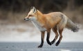 Red Fox Portrait Royalty Free Stock Photo