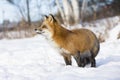 Red fox portrait Royalty Free Stock Photo