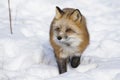 Red fox portrait Royalty Free Stock Photo