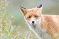 Red Fox Royalty Free Stock Photo