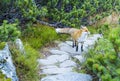 The red fox poses for a photo on a path between mountain pine in the mountains.