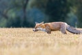 Red fox is posing with the caught prey in its mouth Royalty Free Stock Photo