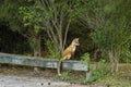 Red Fox Posing on Forest Bench Royalty Free Stock Photo