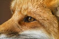 Red Fox Profile