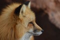 Red Fox Profile Royalty Free Stock Photo