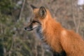 Red Fox in Profile in the Woods