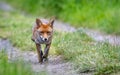 Red fox on the prowl Royalty Free Stock Photo