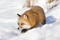 Red fox on prowl Royalty Free Stock Photo