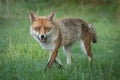 Red fox on the prowl Royalty Free Stock Photo