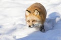 Red fox prowling in snow Royalty Free Stock Photo