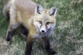 Red fox pup Royalty Free Stock Photo