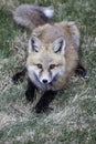 Red fox pup