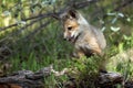 Red Fox Pup Royalty Free Stock Photo