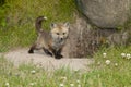 Red fox pup at his den Royalty Free Stock Photo