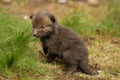 Red fox pup Royalty Free Stock Photo