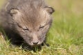 Red fox pup Royalty Free Stock Photo