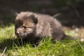 Red fox pup Royalty Free Stock Photo