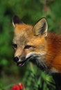 Red Fox Pup Portrait Royalty Free Stock Photo