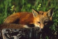 Red Fox Pup on Stump Royalty Free Stock Photo