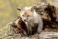 Red Fox Pup (Vulpes vulpes) lookiing camera left. Royalty Free Stock Photo