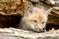 Red Fox Pup-Vulpes vulpes-looking camera left