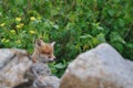 Red Fox puppy