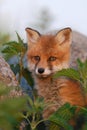 Red fox puppy in thoughts Royalty Free Stock Photo