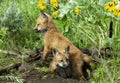 Red fox kits at den site Royalty Free Stock Photo