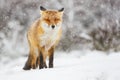 Red fox Royalty Free Stock Photo